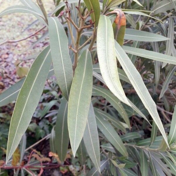 Nerium oleander Hoja