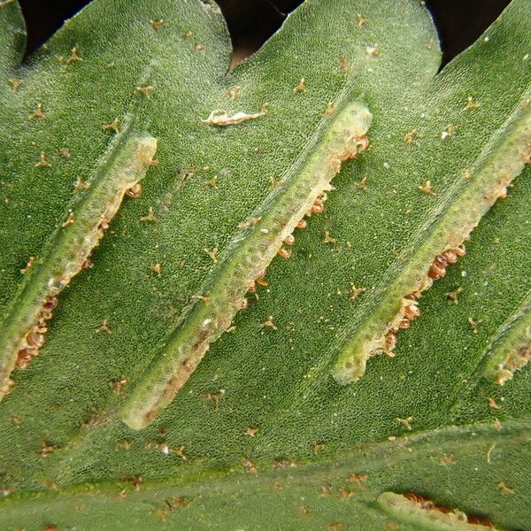 Asplenium macrophlebium Blad