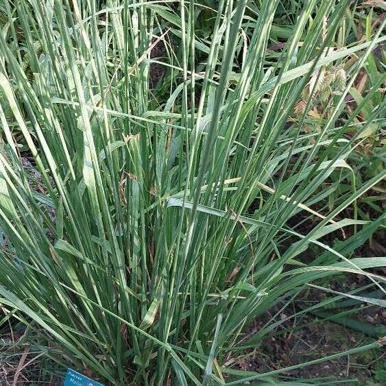 Molinia caerulea 葉