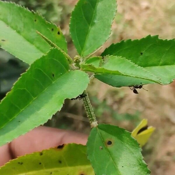 Croton bonplandianus List