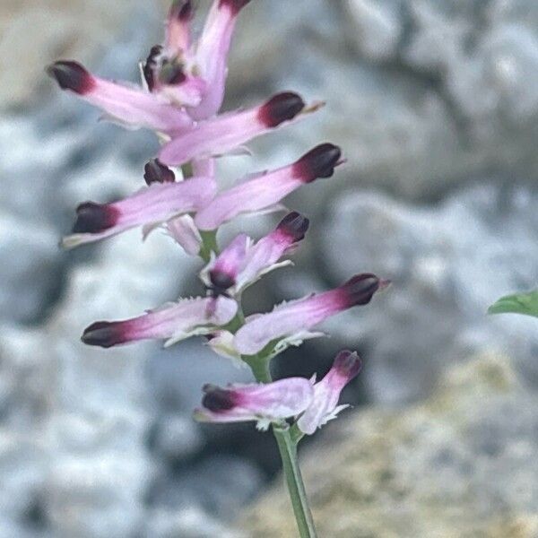 Fumaria muralis Flower