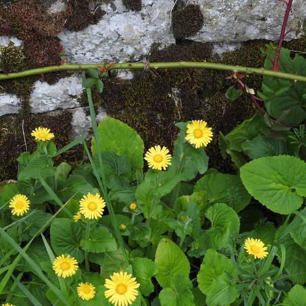 Doronicum columnae Virág