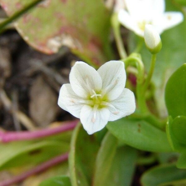 Montia chamissoi Flower