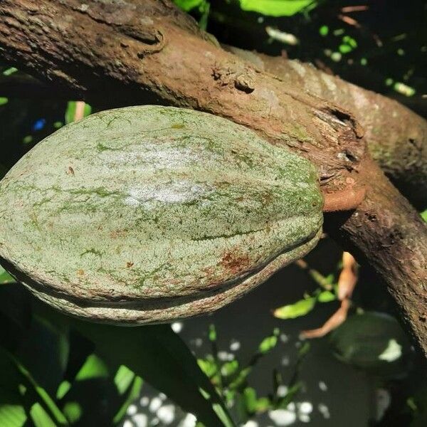 Theobroma cacao Fruit