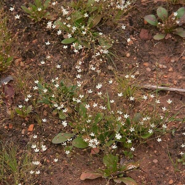 Paramollugo nudicaulis Habit