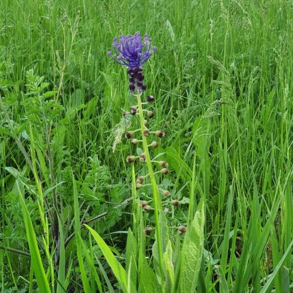 Muscari comosum Flor