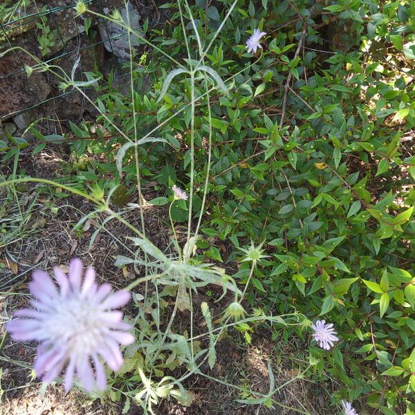 Knautia integrifolia Flors