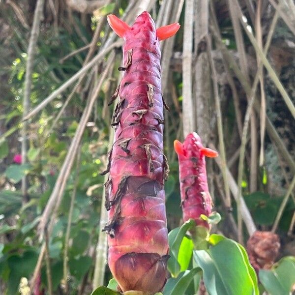 Costus woodsonii Λουλούδι