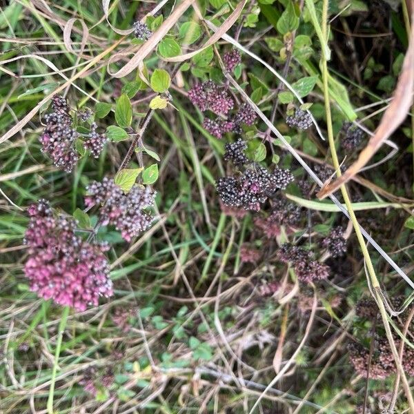 Origanum vulgare Flor