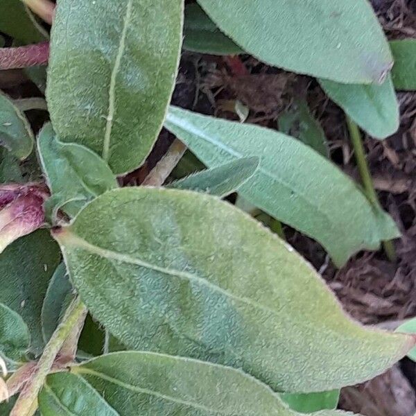 Gomphrena globosa Leaf