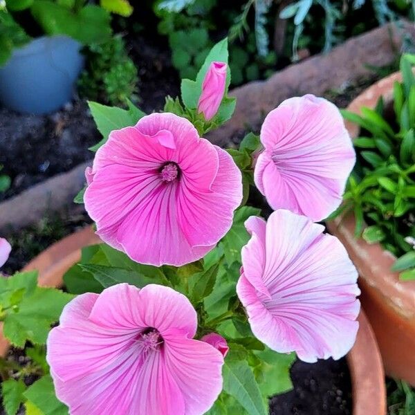 Lavatera trimestris Fiore