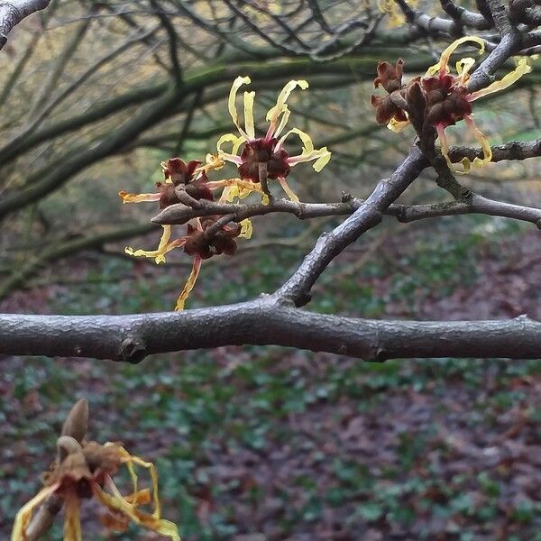 Hamamelis × intermedia ফুল