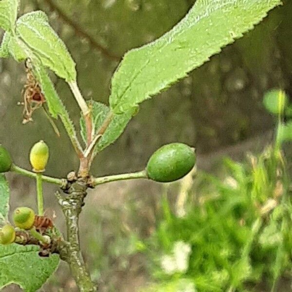 Prunus × fruticans Плод