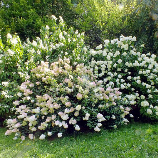 Hydrangea paniculata Blomst