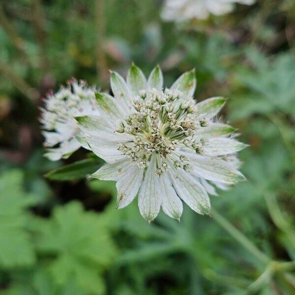 Astrantia major Virág