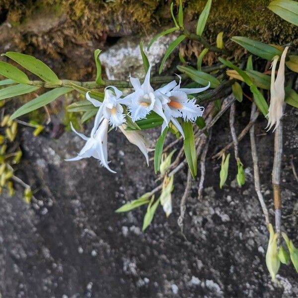 Dendrobium crumenatum ফুল