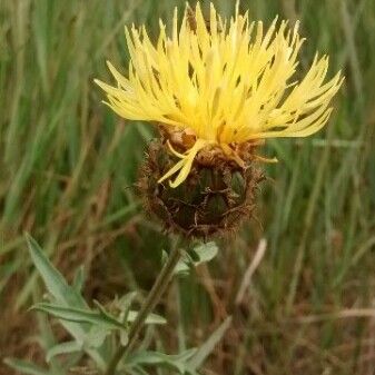 Centaurea collina Flower