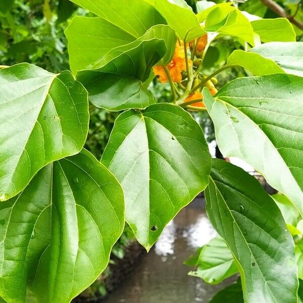 Cordia subcordata Autre