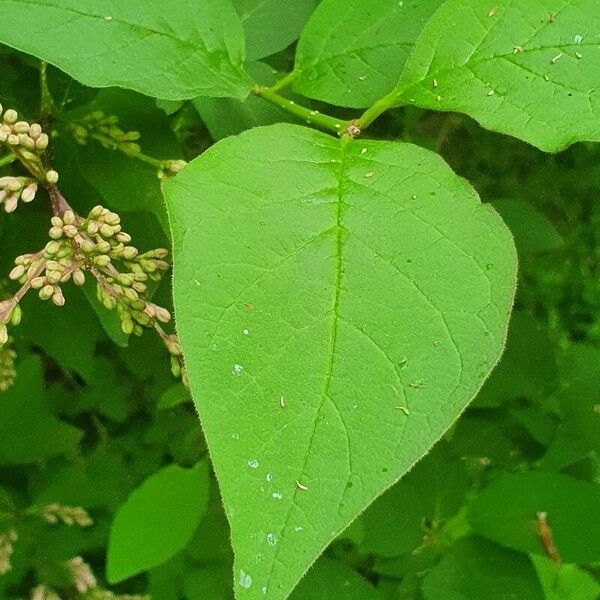 Syringa josikaea Leaf