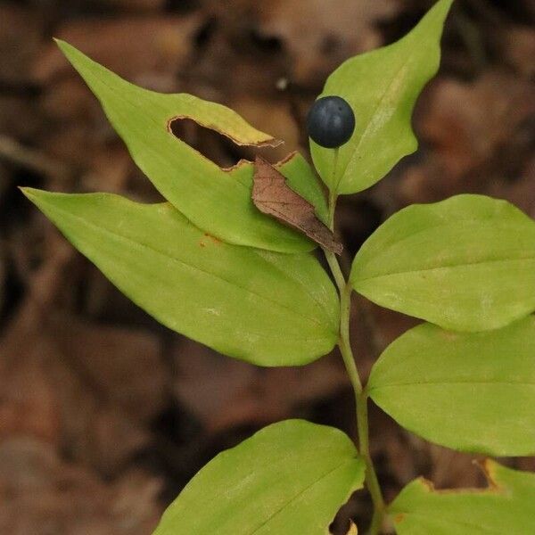 Disporum smilacinum Плід