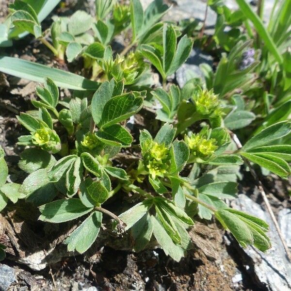 Sibbaldia procumbens عادت داشتن