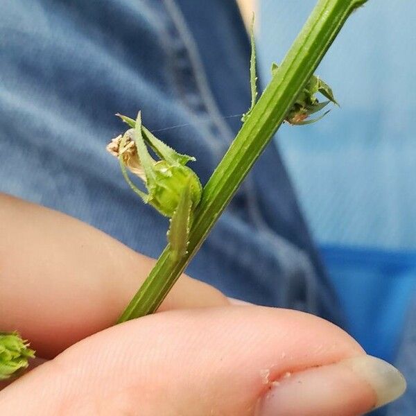 Lobelia spicata Ffrwyth