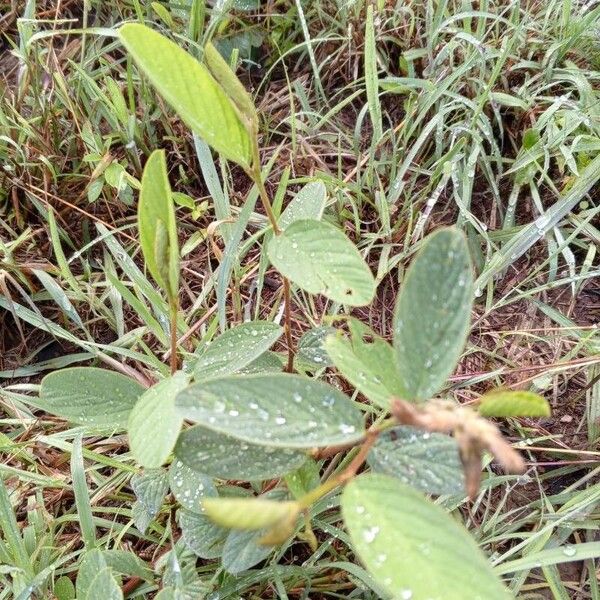 Calopogonium mucunoides Levél