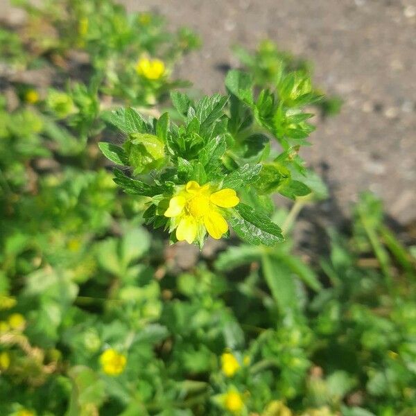 Potentilla norvegica Blomst