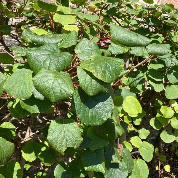 Actinidia chinensis 葉