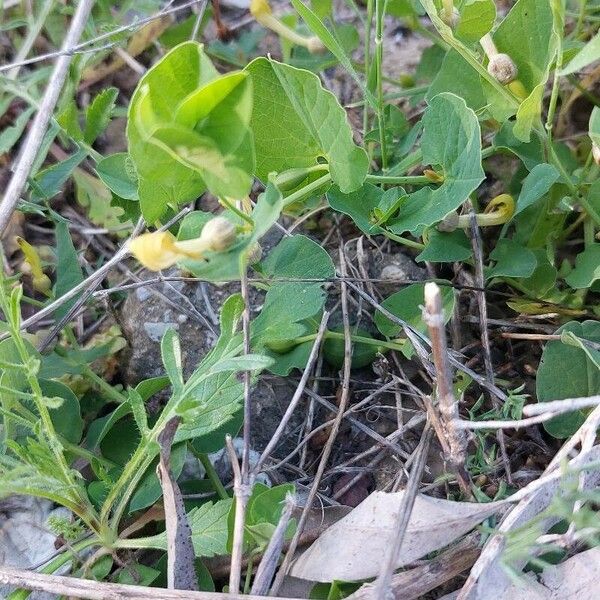 Aristolochia paucinervis Habit
