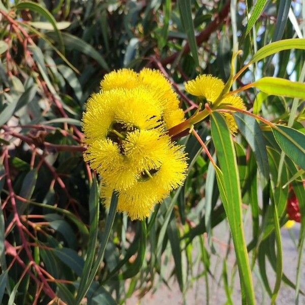 Eucalyptus torquata Floare