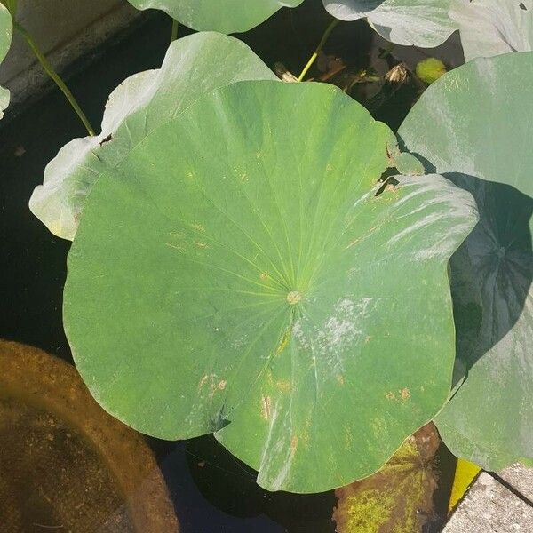 Nelumbo nucifera List