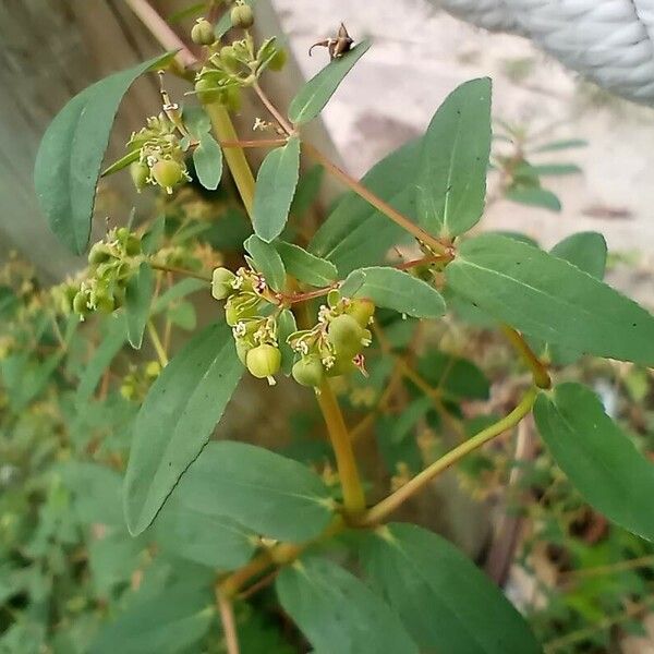 Euphorbia nutans Плод