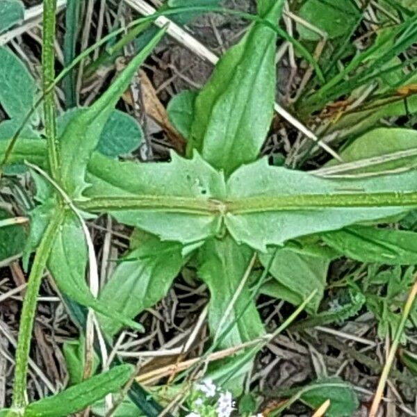 Valeriana dentata Frunză