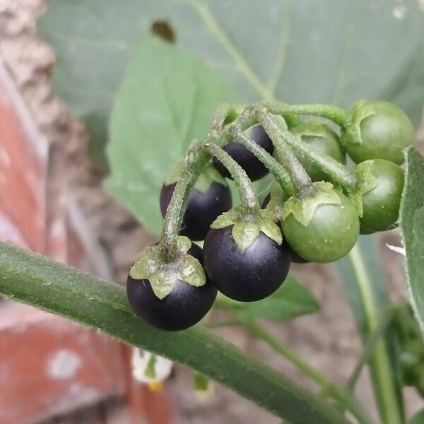 Solanum nigrum Ffrwyth