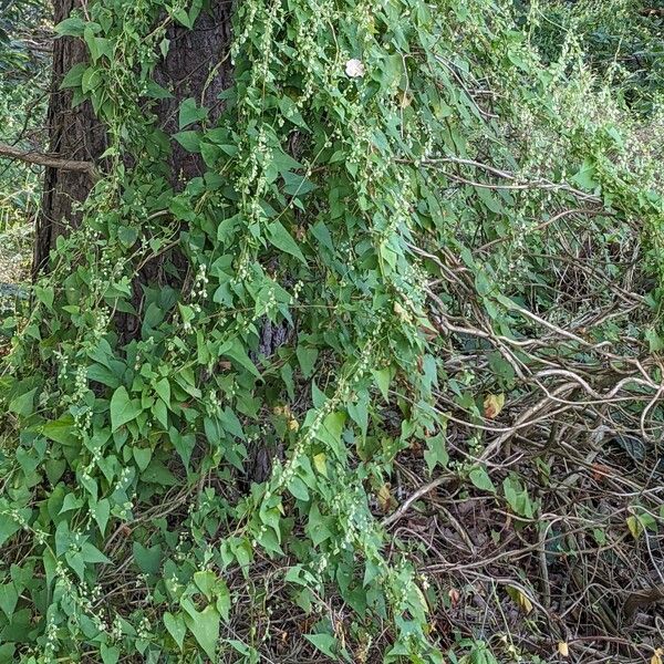 Fallopia dumetorum Habit