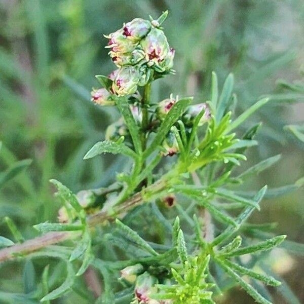 Artemisia scoparia Virág