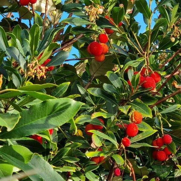 Arbutus × andrachnoides 葉