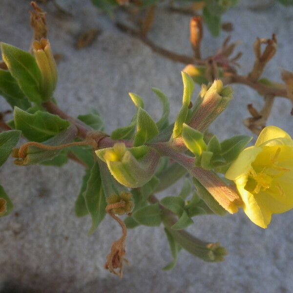 Oenothera humifusa Fruto