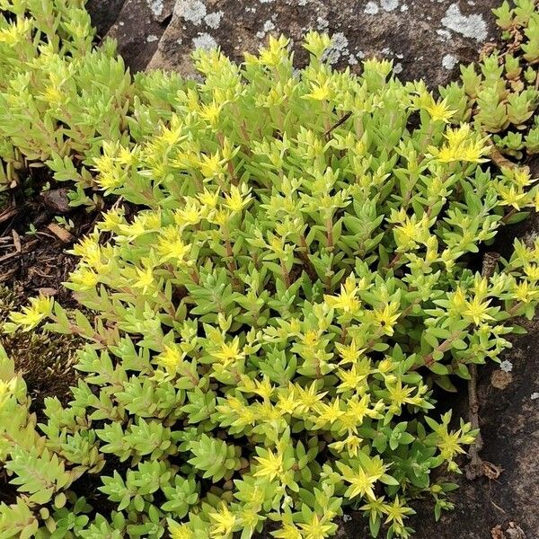 Sedum sarmentosum Лист