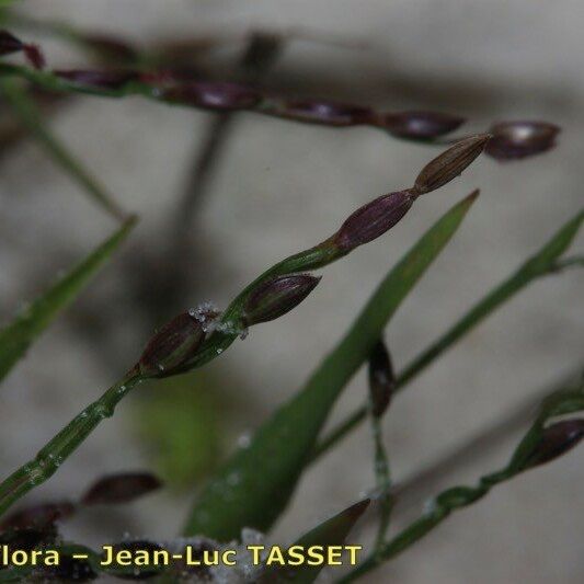 Digitaria ischaemum Floro