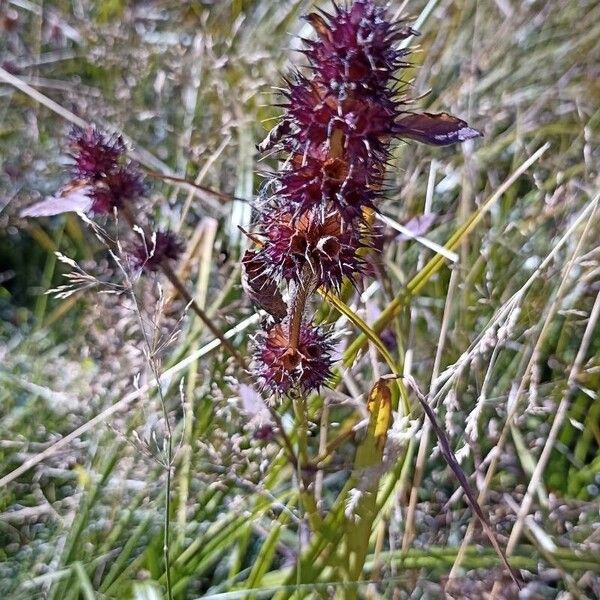 Stachys officinalis Vrucht