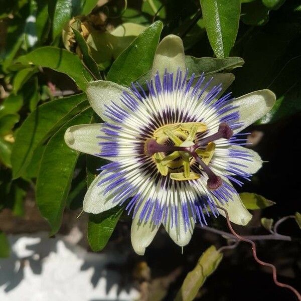 Passiflora caerulea Flower