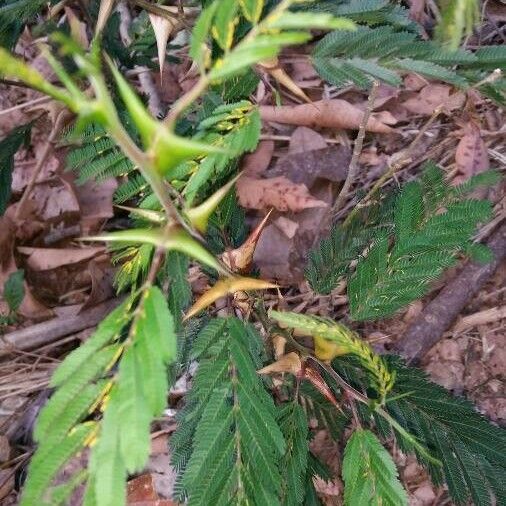 Acacia cornigera Leaf