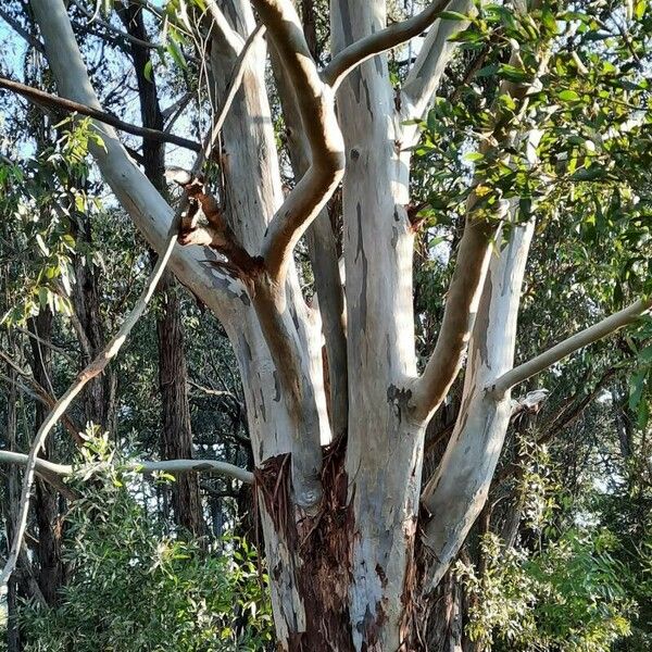 Eucalyptus camaldulensis Elinympäristö