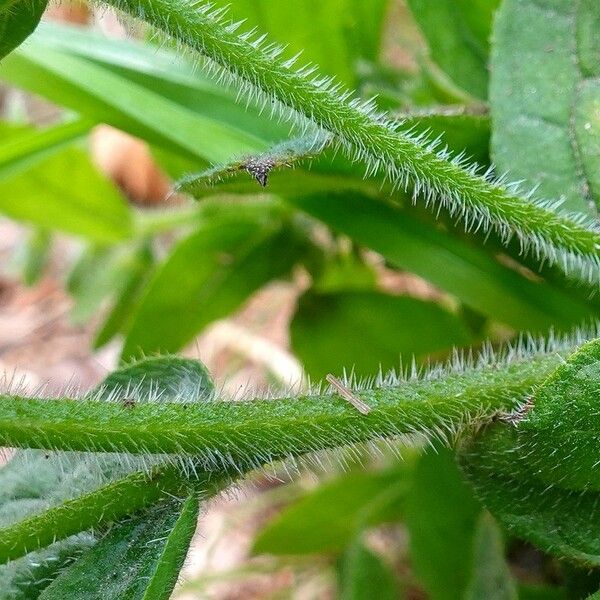 Pentaglottis sempervirens Кара