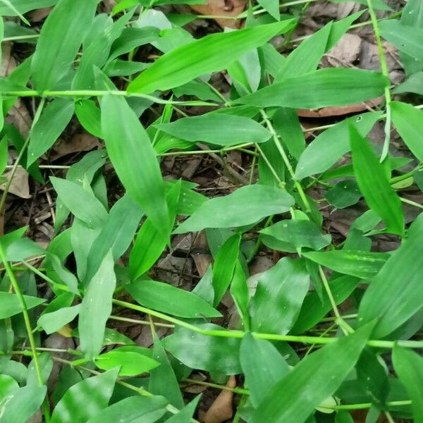 Arthraxon hispidus Leaf