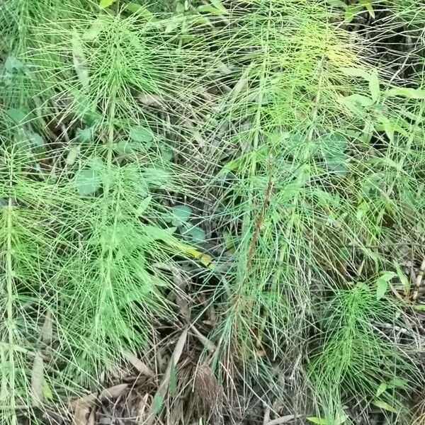 Equisetum sylvaticum Blad