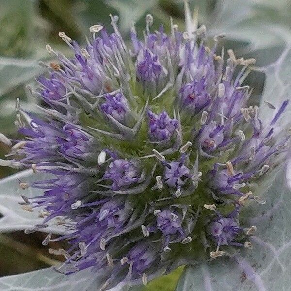 Eryngium maritimum फूल