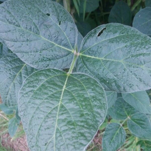 Glycine max Leaf